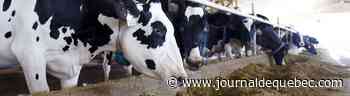 Lait canadien : Washington annonce sa victoire dans le premier conflit lié au traité de libre-échange nord-américain