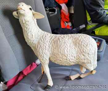 Trani, danneggiamenti di Capodanno: asportata, frantumata e abbandonata pecora del presepe - Radio Bombo