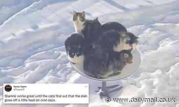 SpaceX's Starlink dish is attracting CATS that crawl on it to warm themselves up