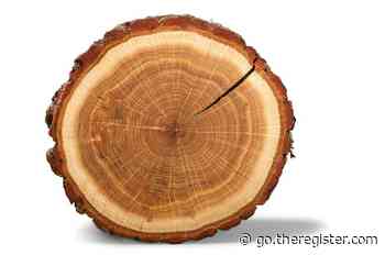 You wood not believe what a Japanese logging company and university want to use to build a small satellite