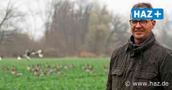 Hemmingen: Wildgänse verursachen Schäden auf Feldern - Hannoversche Allgemeine