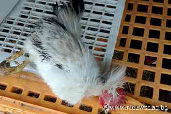 Vandalen doden haan uit kerststal, drie andere vogels zijn spoorloos