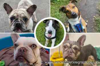5 dogs at the RSPCA in Lancashire are looking for their forever home