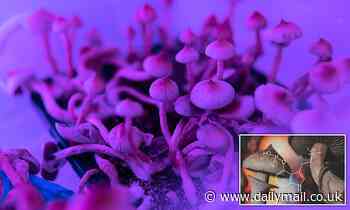 Active ingredient in magic mushrooms could help treat mental health disorders including PTSD