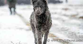 'Mudi'? Try a toy: American Kennel Club adds 2 dog breeds