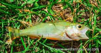 'This Isn't a Joke': Government Officials Forced to Release Statement After Fish Fall from Sky