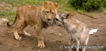 Adorable Canadian Animal Adventure 'The Wolf and the Lion' Trailer