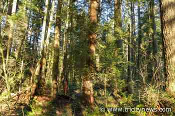 Letter: When part of Mundy Park is removed, it weakens the Coquitlam forest - The Tri-City News