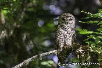 California Spotted Owls Benefit From Forest Restoration - Treehugger