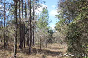 Part one: exploring the USF Forest Preserve - WMNF