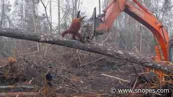Did an Orangutan Try To Fight a Bulldozer Razing a Forest? - Snopes.com