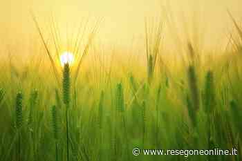 notizie da Lecco e provincia » Coldiretti Lecco: “Ora è necessario ripartire" - ResegoneOnline