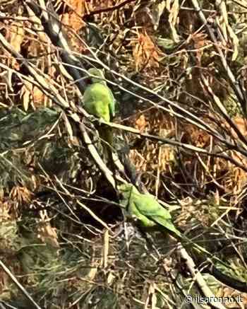 Strano avvistamento: pappagalli a spasso al quartiere Matteotti di Saronno - ilSaronno