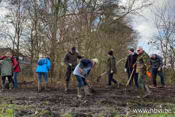 Natuurliefhebbers planten 600 nieuwe bomen langs de Abeek - Het Belang van Limburg