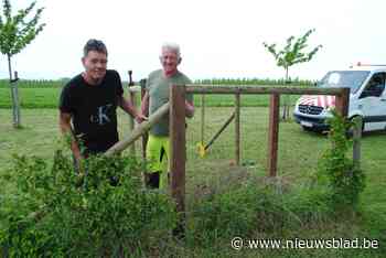 Gemeente verdubbelt oppervlakte van hondenweide op vraag van gebruikers - nieuwsblad.be