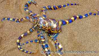 Lifesavers warn about deadly blue-ringed octopus after sighting - Western Advocate