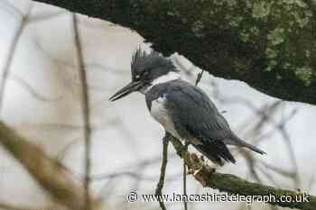 WATCH: Rare belted kingfisher bird spotted in Lancashire