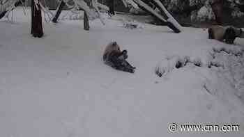 Watch: Giant panda at National Zoo face-plants into fresh snow