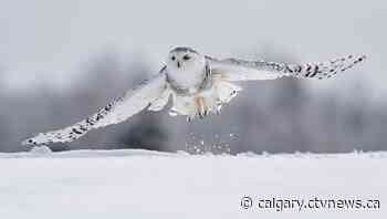 Calgary birding boom: Increase in bird enthusiasts hoping to find snowy owls - CTV News Calgary