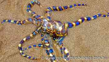 Lifesavers warn about deadly blue-ringed octopus after sighting - Gloucester Advocate