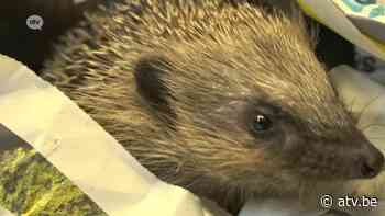 Opnieuw recordjaar bij dierenopvang Brasschaat-Kapellen - ATV