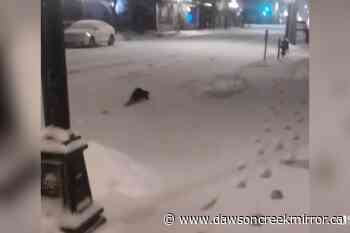 Otter spotted running through snowy BC downtown street - Dawson Creek Mirror