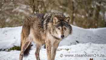Schlegel einer Rehgeiß gefunden – Streift ein Wolf durch die Gemeinde Samerberg?
