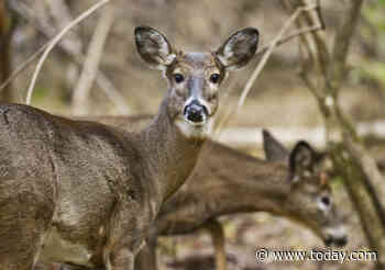 'Very unsettling': Scientists see troubling signs in humans spreading COVID-19 to deer
