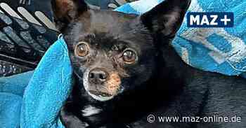 Polizei in Bad Belzig nimmt herrenlosen Hund auf: Wem gehörst Du, kleiner Wauwau? - Märkische Allgemeine Zeitung