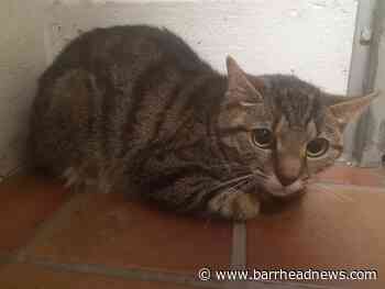 Tabby cat abandoned in wooded park near East Renfrewshire - Barrhead News