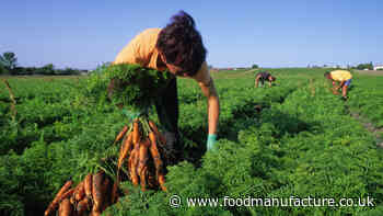 Seasonal Workers scheme extended to 2024