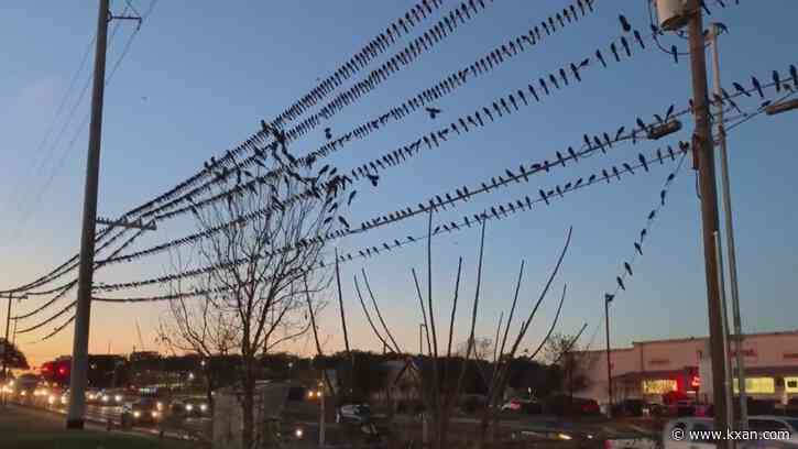 Grackle hoards invade Austin grocery stores; why this species is more than meets the eye