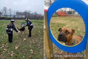 Animali, a Modena un'area 'mobility dog' contro i maltrattamenti - Modena 2000