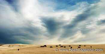 Stretching short wheat pasture with high grain prices