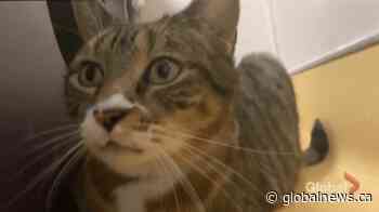 Adopt a Pet: Gideon the cat