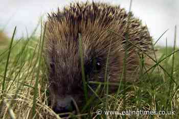 Superbug MRSA arose in hedgehogs before discovery of antibiotics, study suggests - Ealing Times