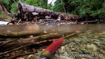 Logging in watersheds among stressors for declining Pacific salmon, experts say - Lethbridge News Now