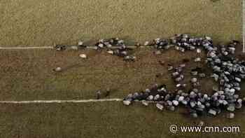 Sheep take part in Covid-19 vaccination campaign