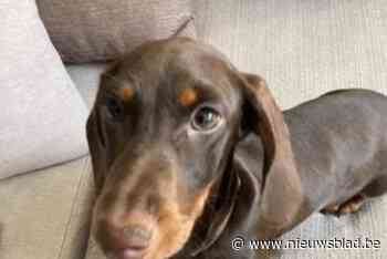 Jong dwergteckeltje Scott thuis gestolen tijdens oudejaarsnacht