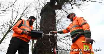 Negative Grünbilanz: Aachen verliert in diesem Jahr 1000 Stadtbäume - Aachener Zeitung