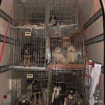 A4 Aachen: Polizei stoppt illegalen Tiertransporter mit 60 Hundewelpen - General-Anzeiger Bonn