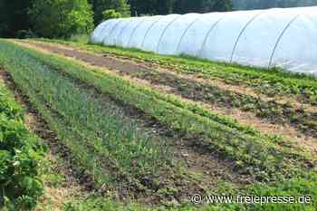 Gemüseanbauer suchen passendes Grundstück für Projekt - Freie Presse