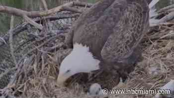 2 Baby Bald Eagles Hatch in Miami-Dade