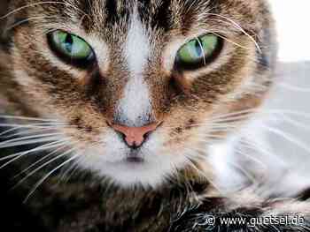 Verl: Fundkatze sucht ihr Zuhause, Offene Gesprächskreise fallen im Januar 2022 aus – Gütsel Online - Gütsel