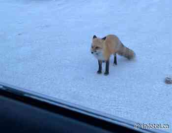 Fox pups in peril after Quesnel residents feed, take selfies with them | iNFOnews | Thompson-Okanagan's News Source - iNFOnews