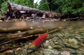 Logging in watersheds among stressors for declining Pacific salmon, experts say - Quesnel Cariboo Observer