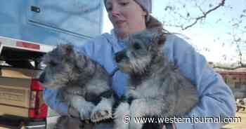 Authorities Assist Humane Society After Swaths of Dogs Get Rescued from Puppy Mill