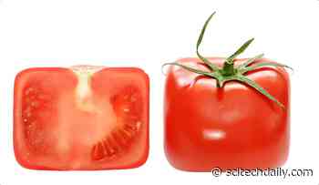 Exploring Growth Within a Confined Space: Embedding Bacteria in Soft Material Tests Theories