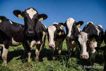 US dairy industry claims victory over Canada in trade pact dispute