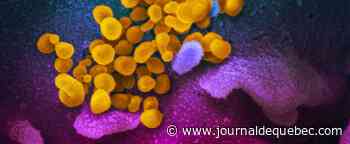 Une nouvelle souche mutante en observation